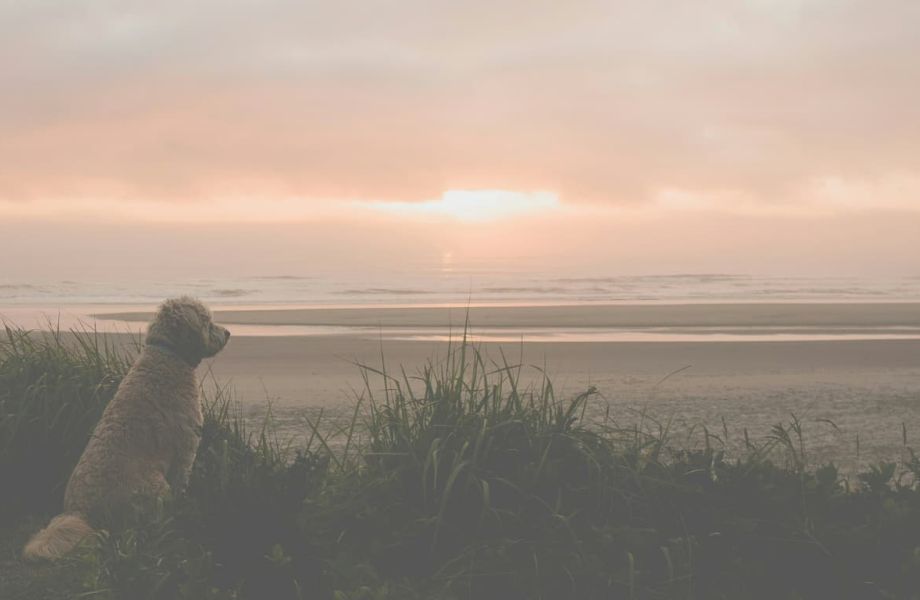 Final pet friendly ab 2790c2ae