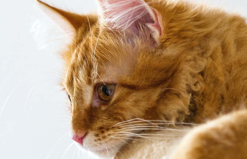 Maine Coon Cats Bayley Vacation Rentals